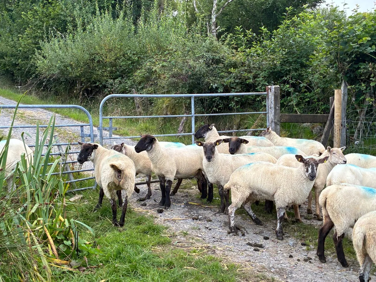 Hoggets - Image 3