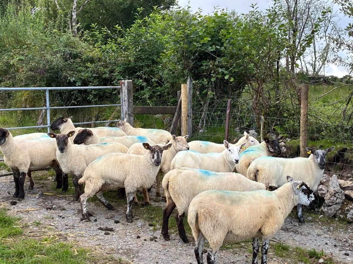 Hoggets - Image 4