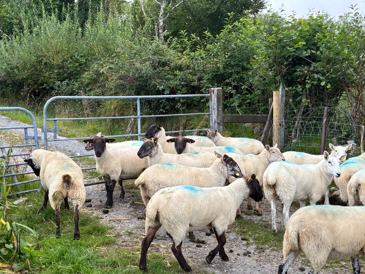 Hoggets - Image 2
