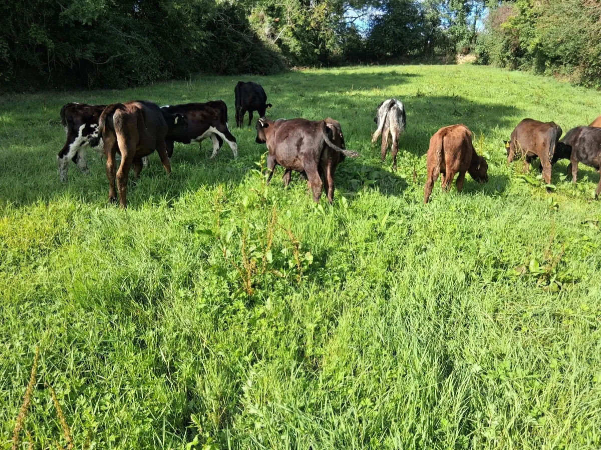 11 BULL WEANLINGS - Image 3