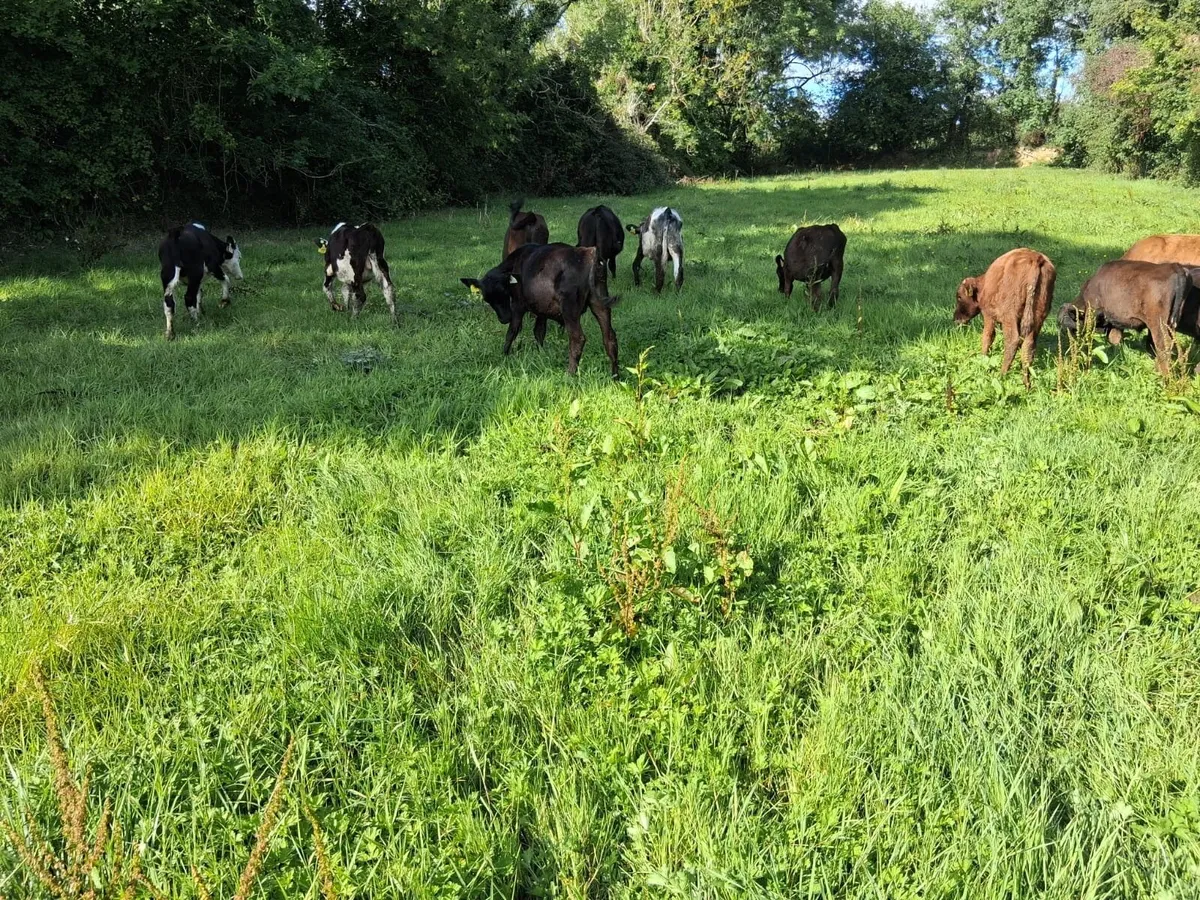 11 BULL WEANLINGS - Image 2