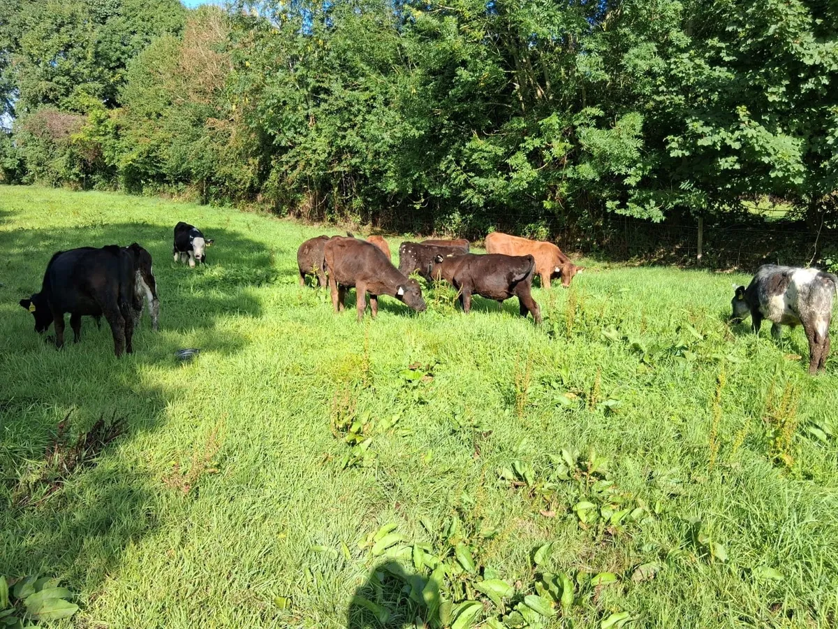 11 BULL WEANLINGS - Image 4