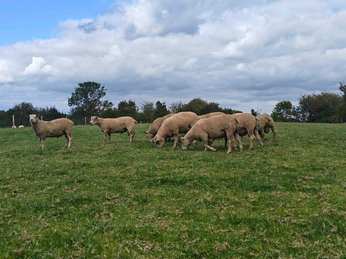 Purebred Charollais Hogget Rams - Image 2