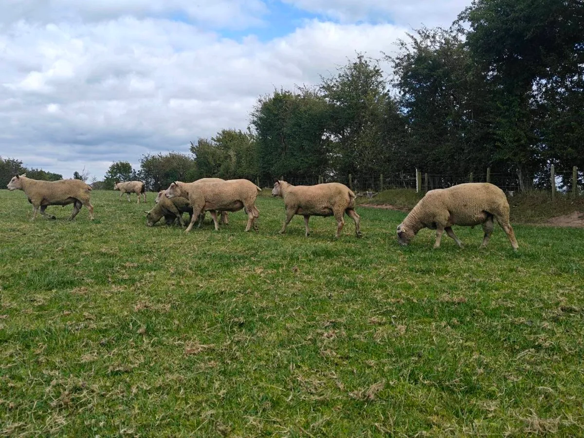 Purebred Charollais Hogget Rams - Image 3