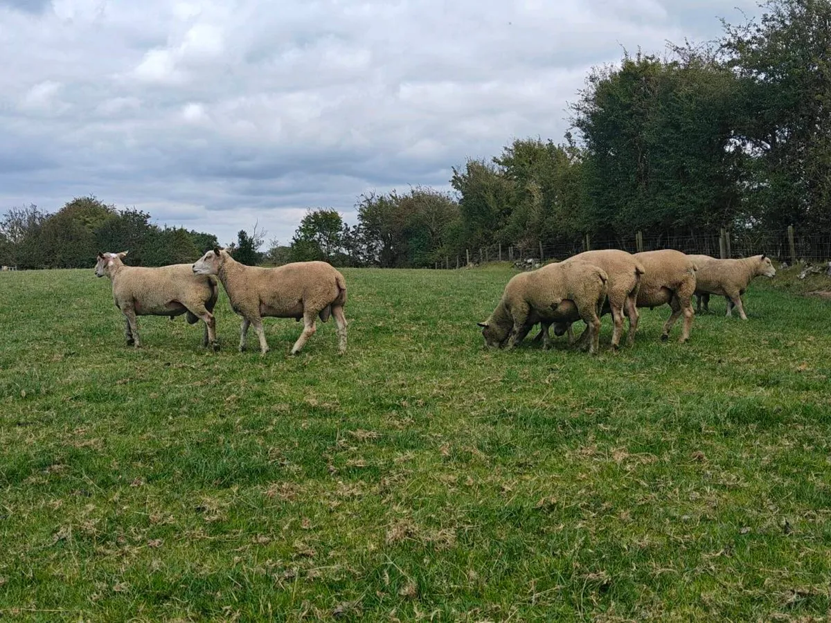 Purebred Charollais Hogget Rams - Image 4
