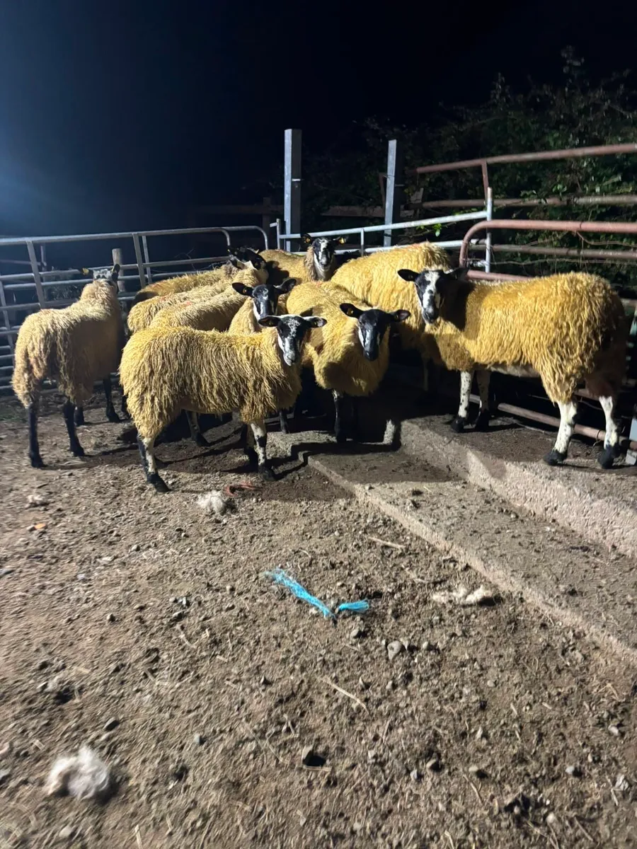 Mule ewe lambs - Image 1
