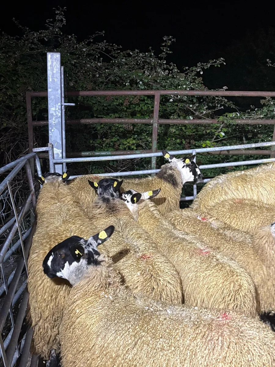 Mule ewe lambs - Image 2