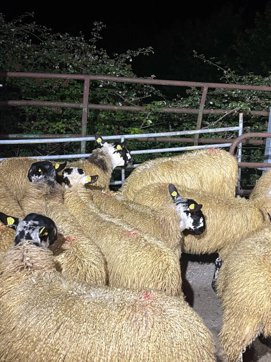 Mule ewe lambs - Image 3