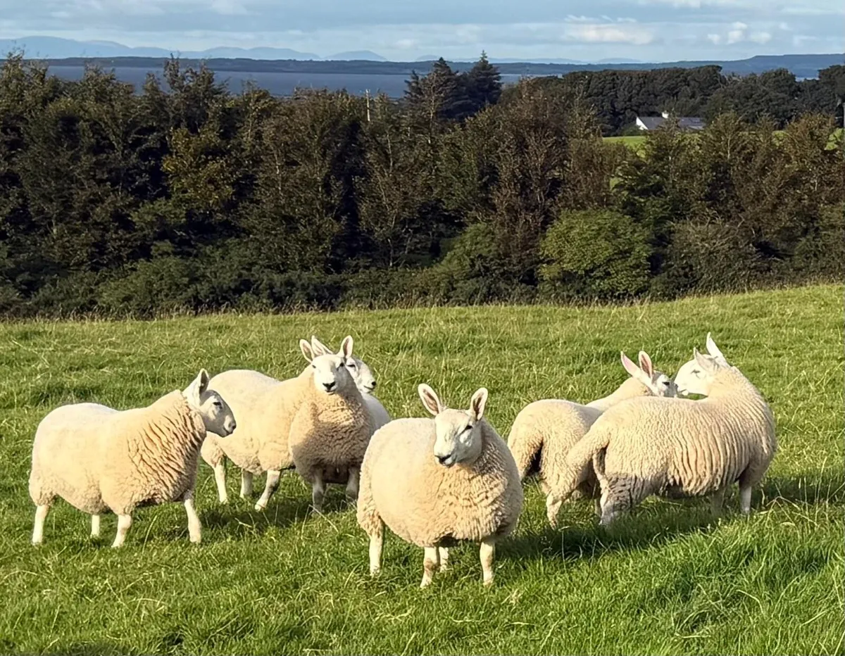 Pure Bred North Country Cheviot Ewe Lambs - Image 1