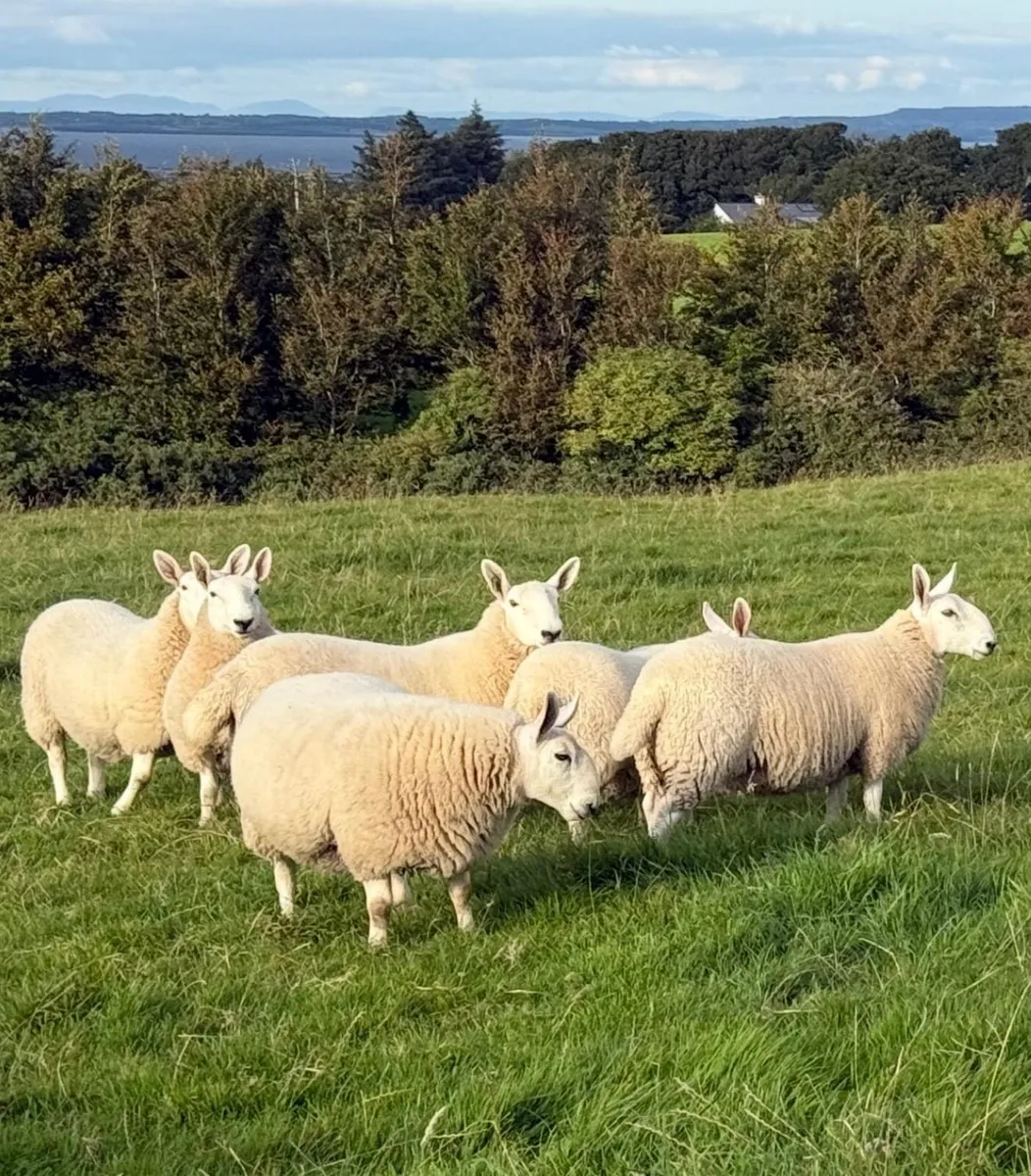 Pure Bred North Country Cheviot Ewe Lambs - Image 2