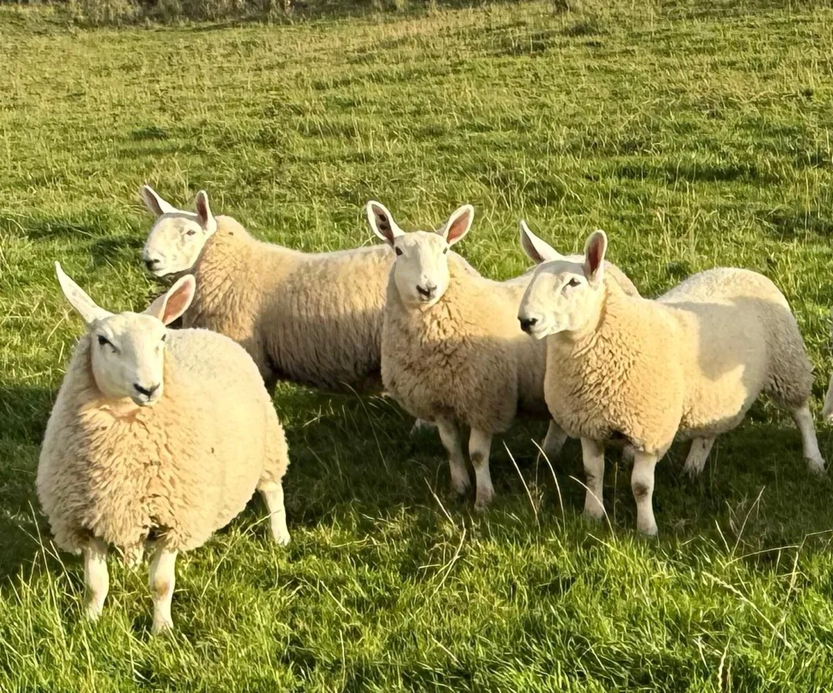 Pure Bred North Country Cheviot Ewe Lambs - Image 3
