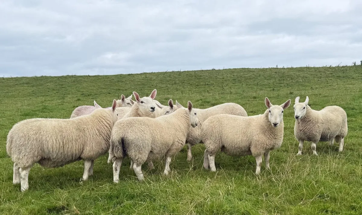 Pure Bred North Country Cheviot Ewe Lambs - Image 4