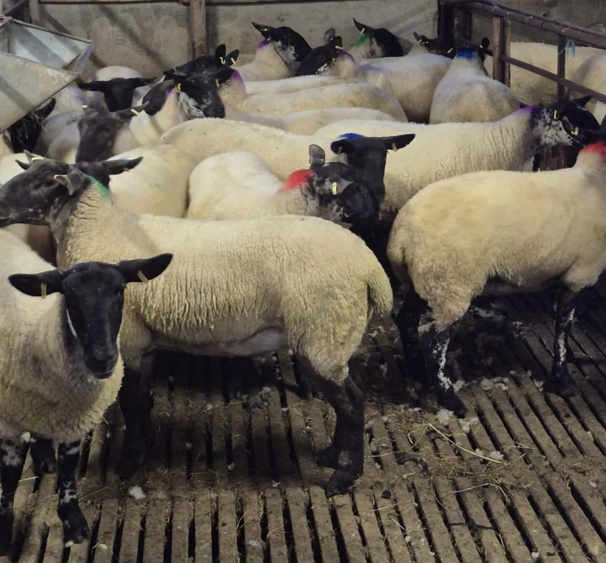 💥💥💥Suffolk x hoggets - Image 4