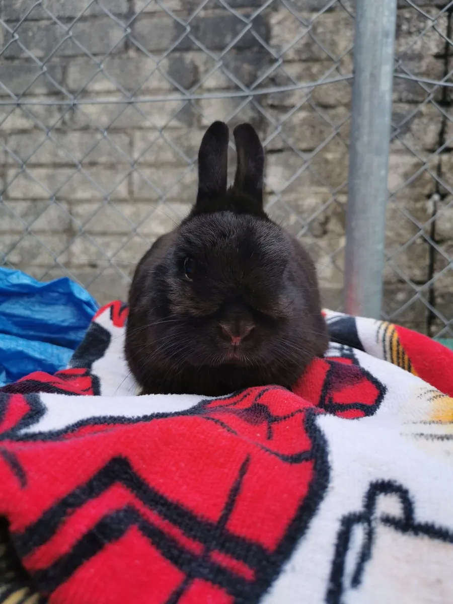 Netherland Dwarf - Image 2