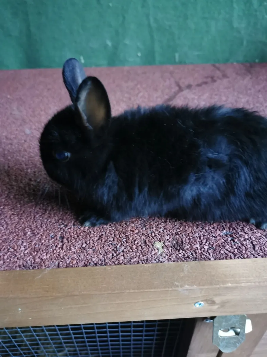 Netherland Dwarf - Image 1