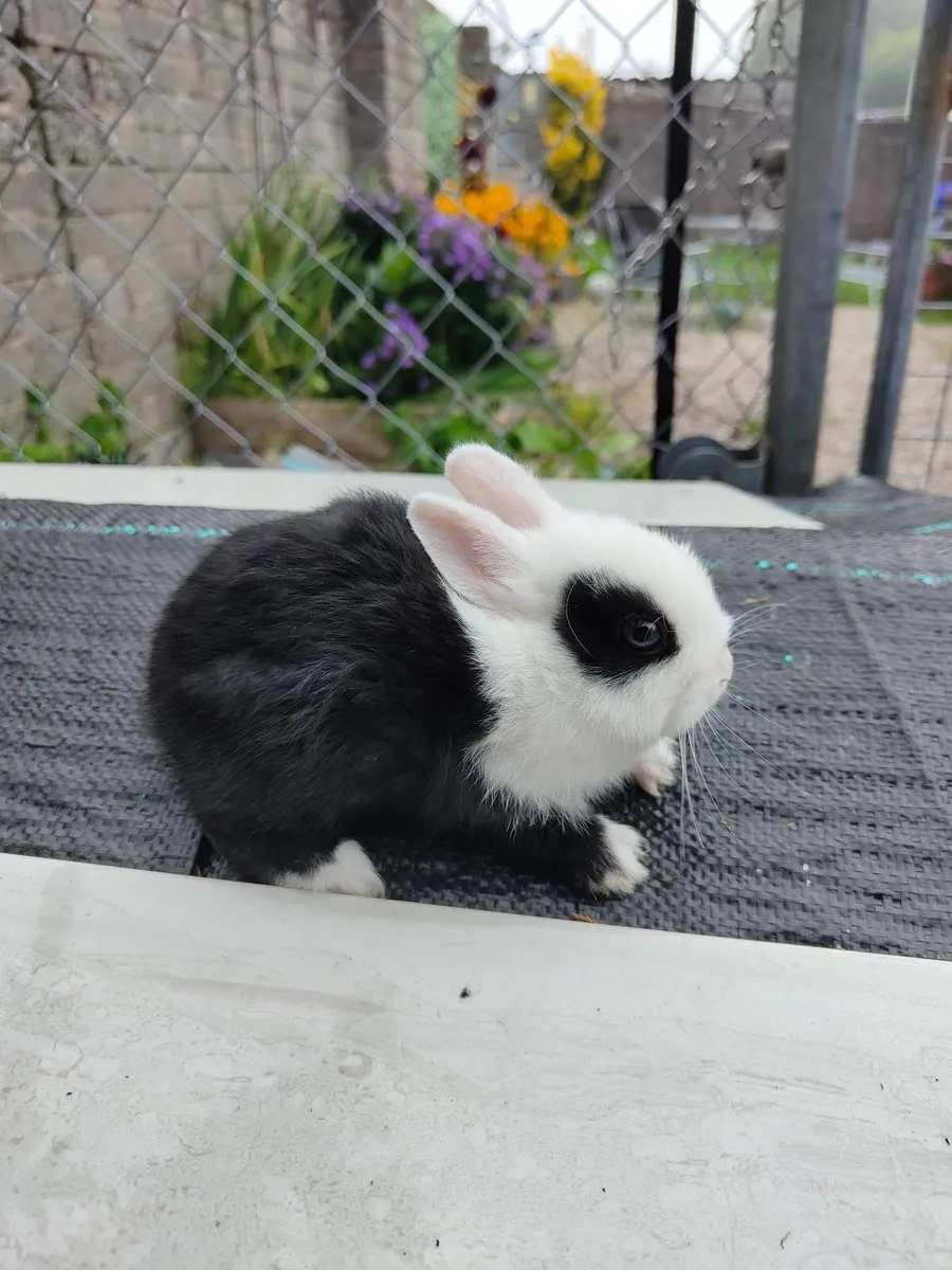 Netherland Dwarf - Image 3