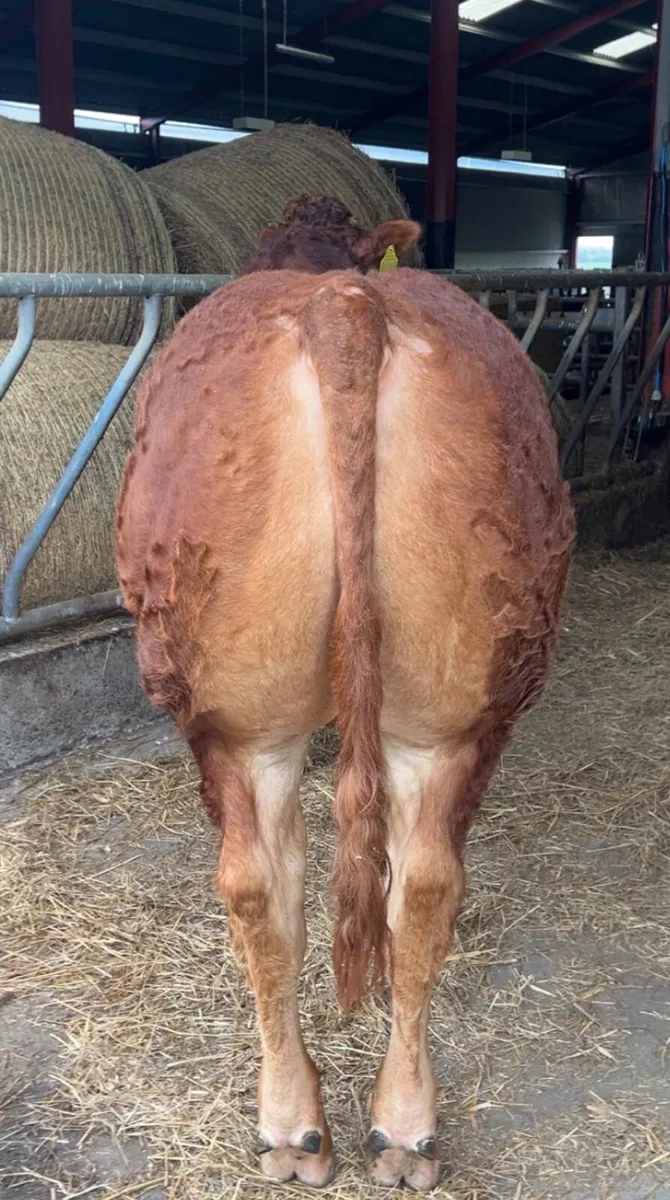 X2 Pedigree Limousin Bulls - Image 3