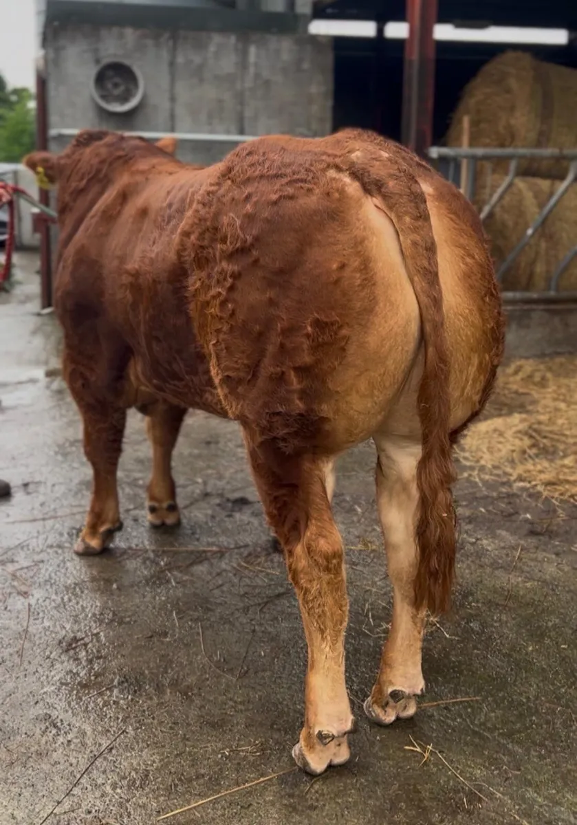 X2 Pedigree Limousin Bulls - Image 1