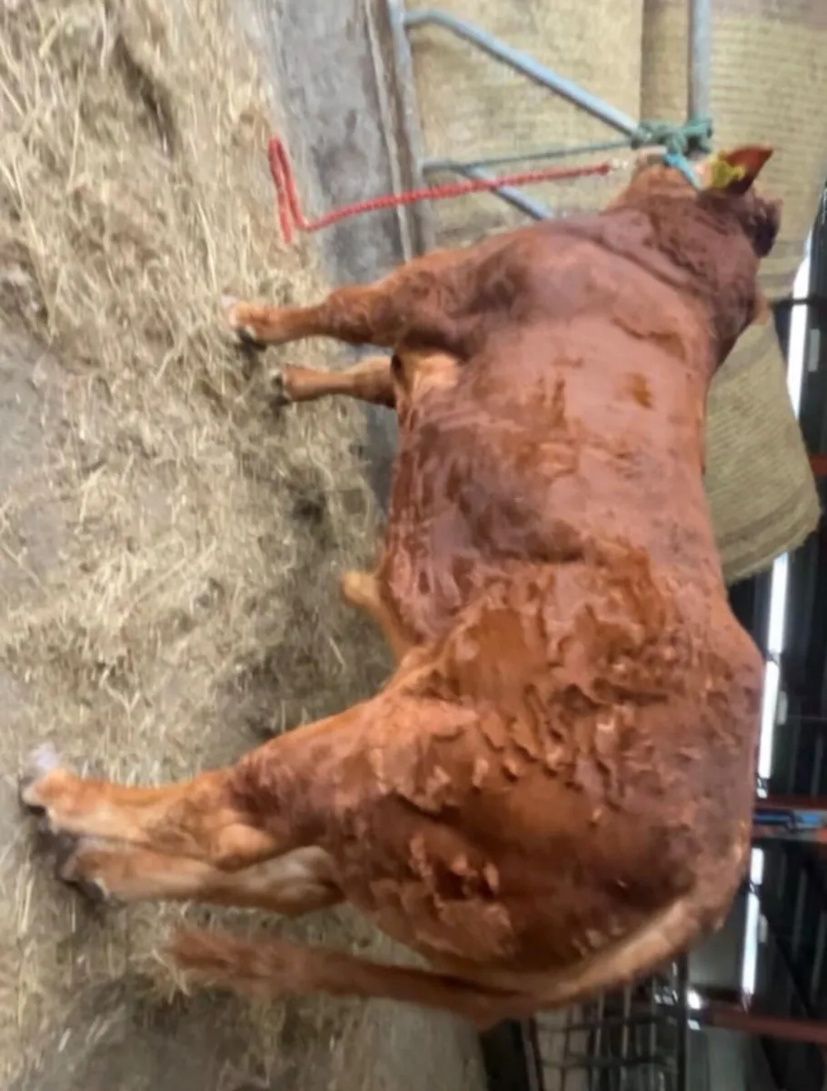 X2 Pedigree Limousin Bulls - Image 2
