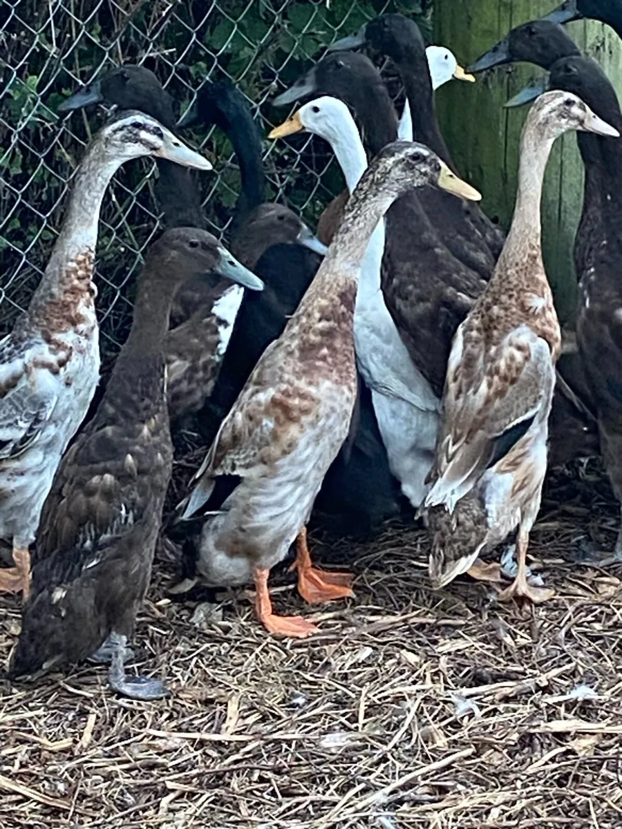 Runner duck - Image 1