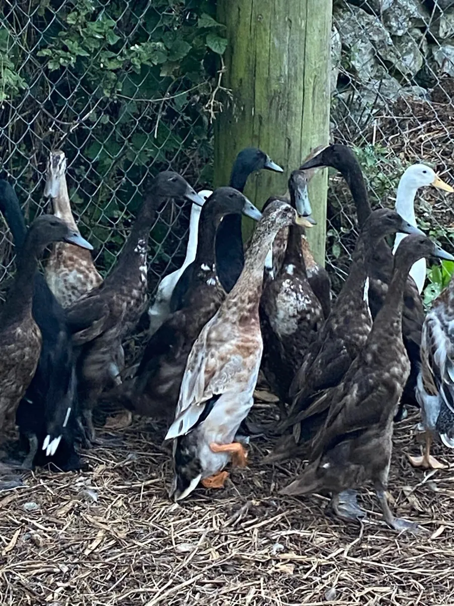 Runner duck - Image 2