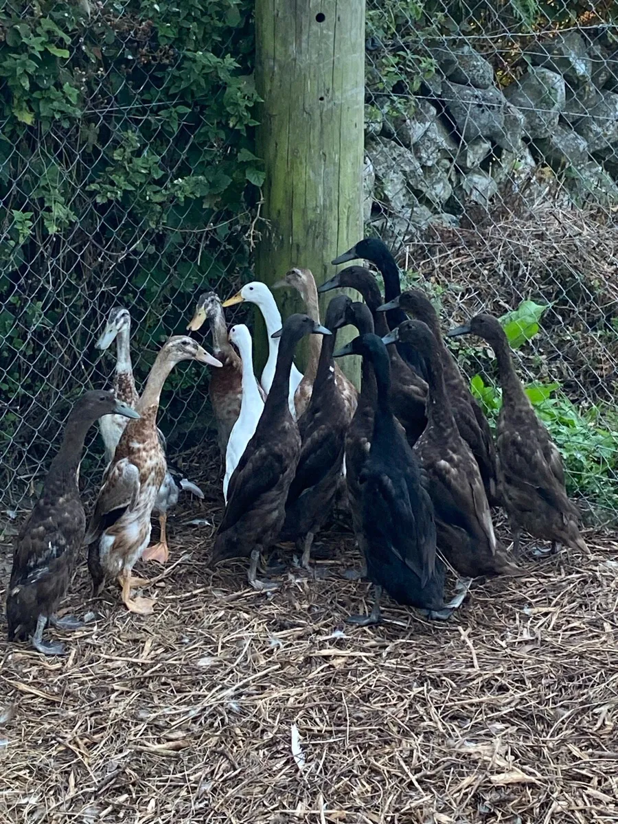 Runner duck - Image 3