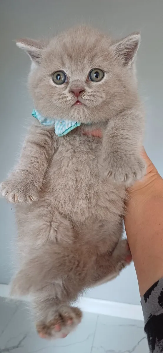 British shorthair kittens - Image 1