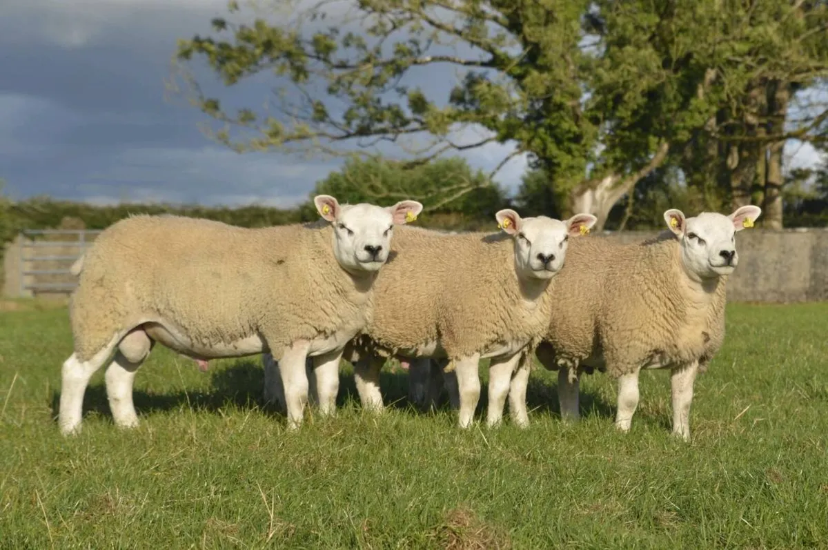 Texel ram lambs - Image 1