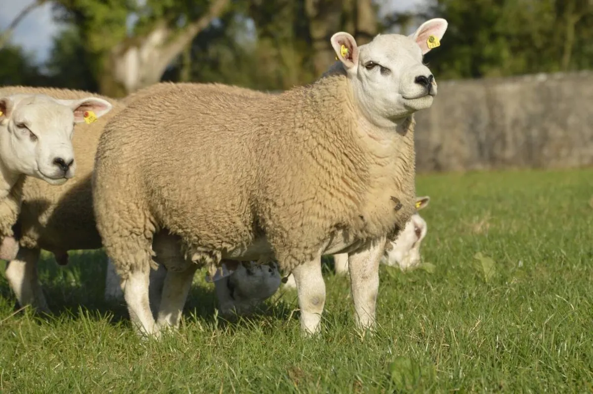 Texel ram lambs - Image 2