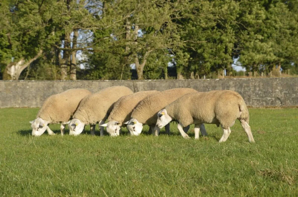 Texel ram lambs - Image 3