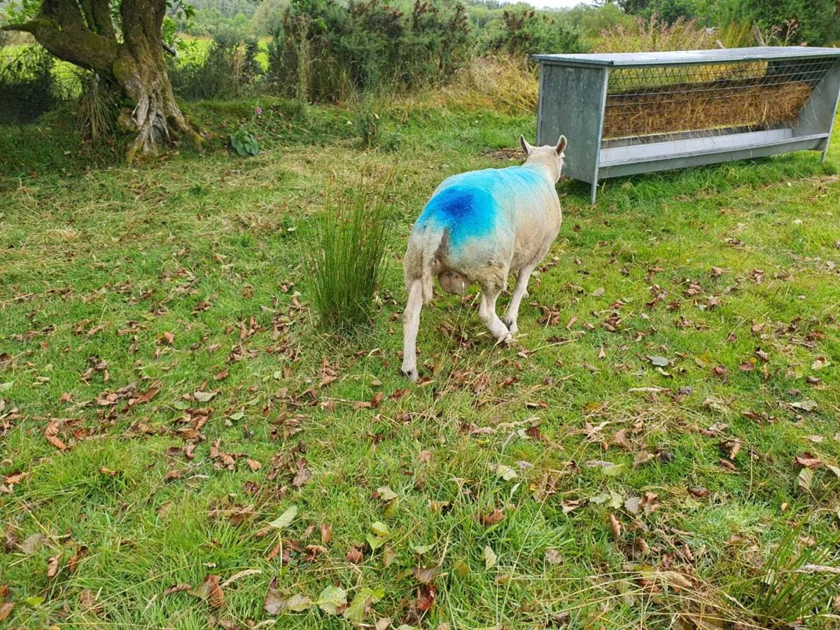 Beltex shearling Ram - Image 3