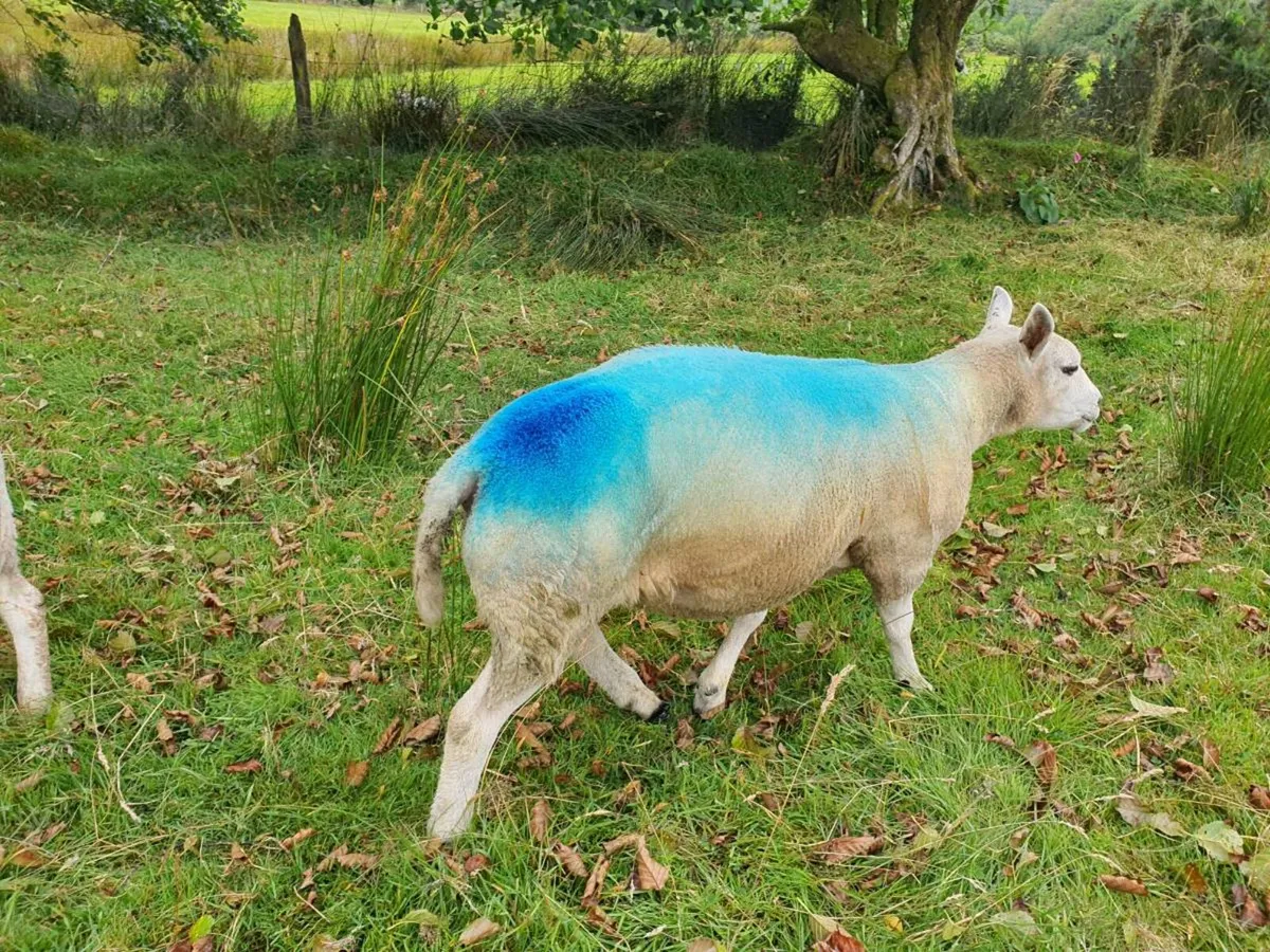 Beltex shearling Ram - Image 4