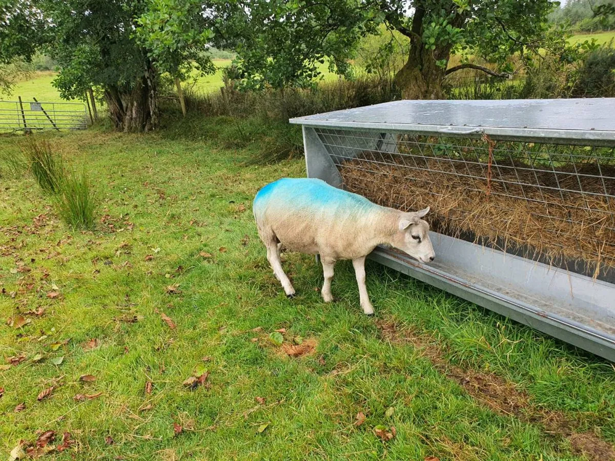 Beltex shearling Ram - Image 2