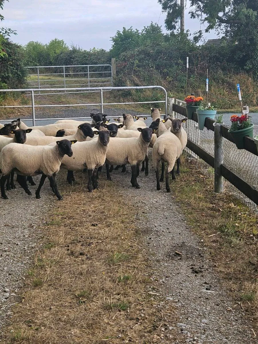 Hogget Ewes - Image 1