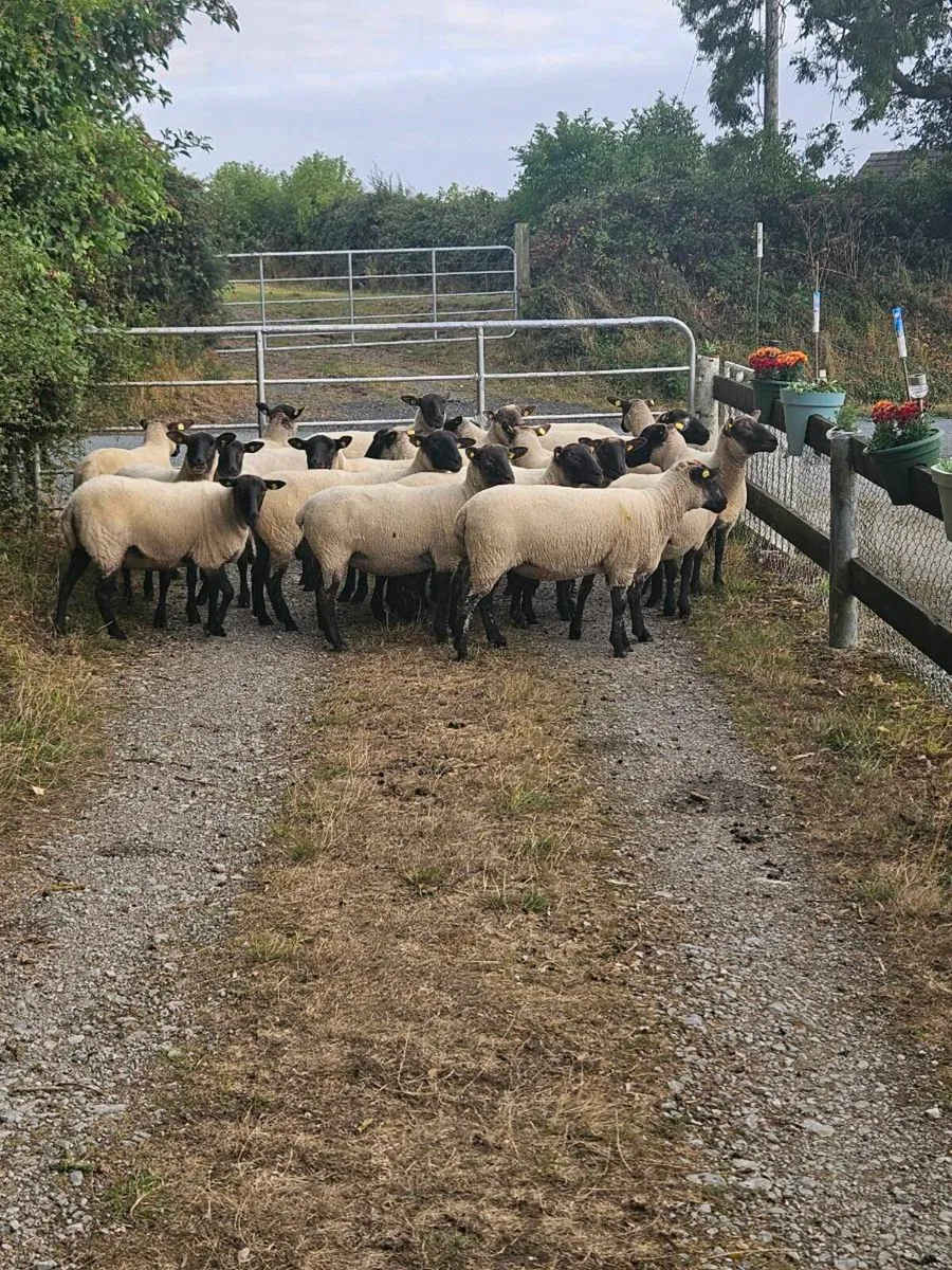 Hogget Ewes - Image 2