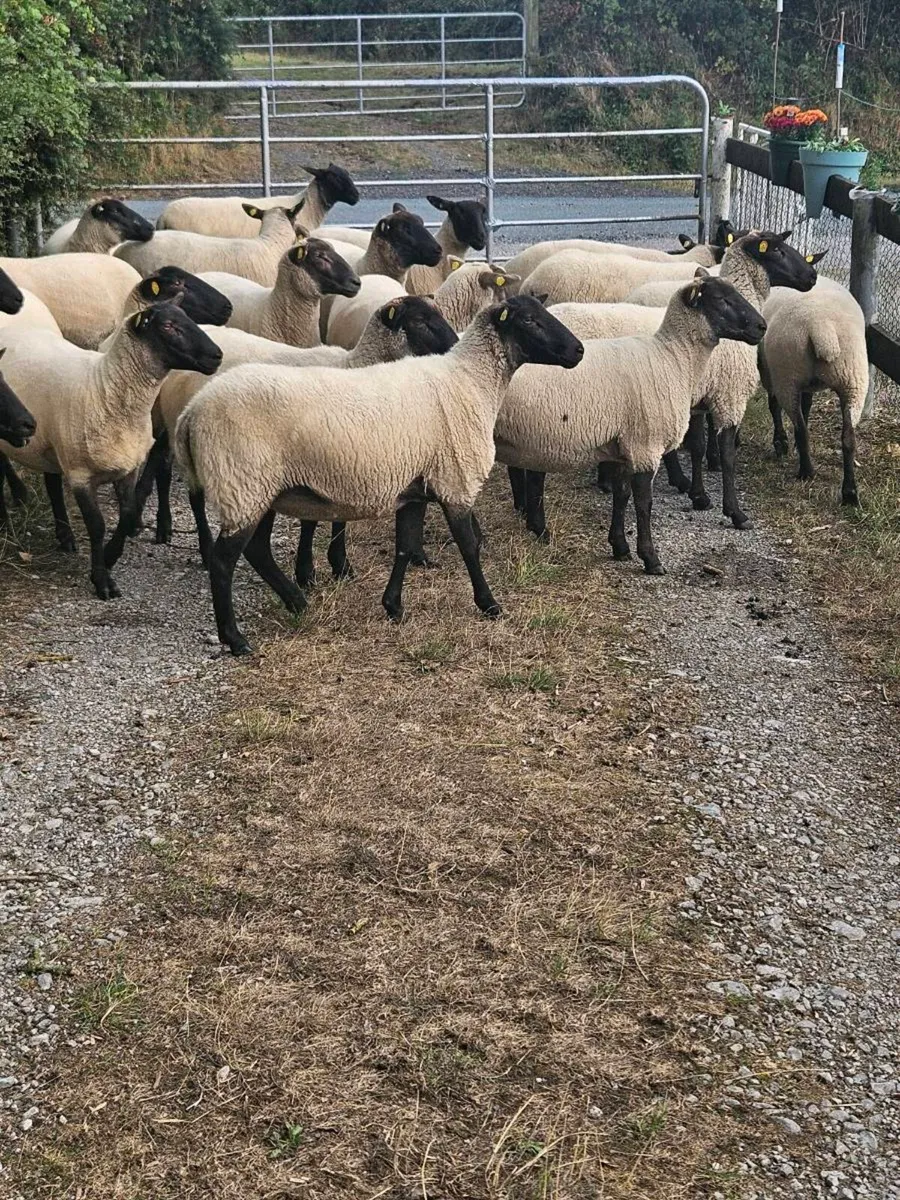 Hogget Ewes - Image 3