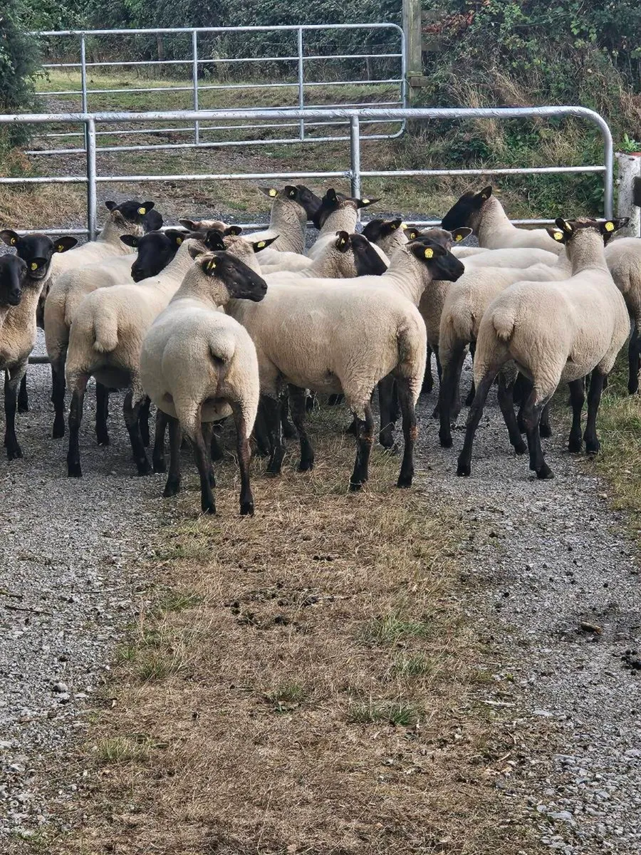 Hogget Ewes - Image 4