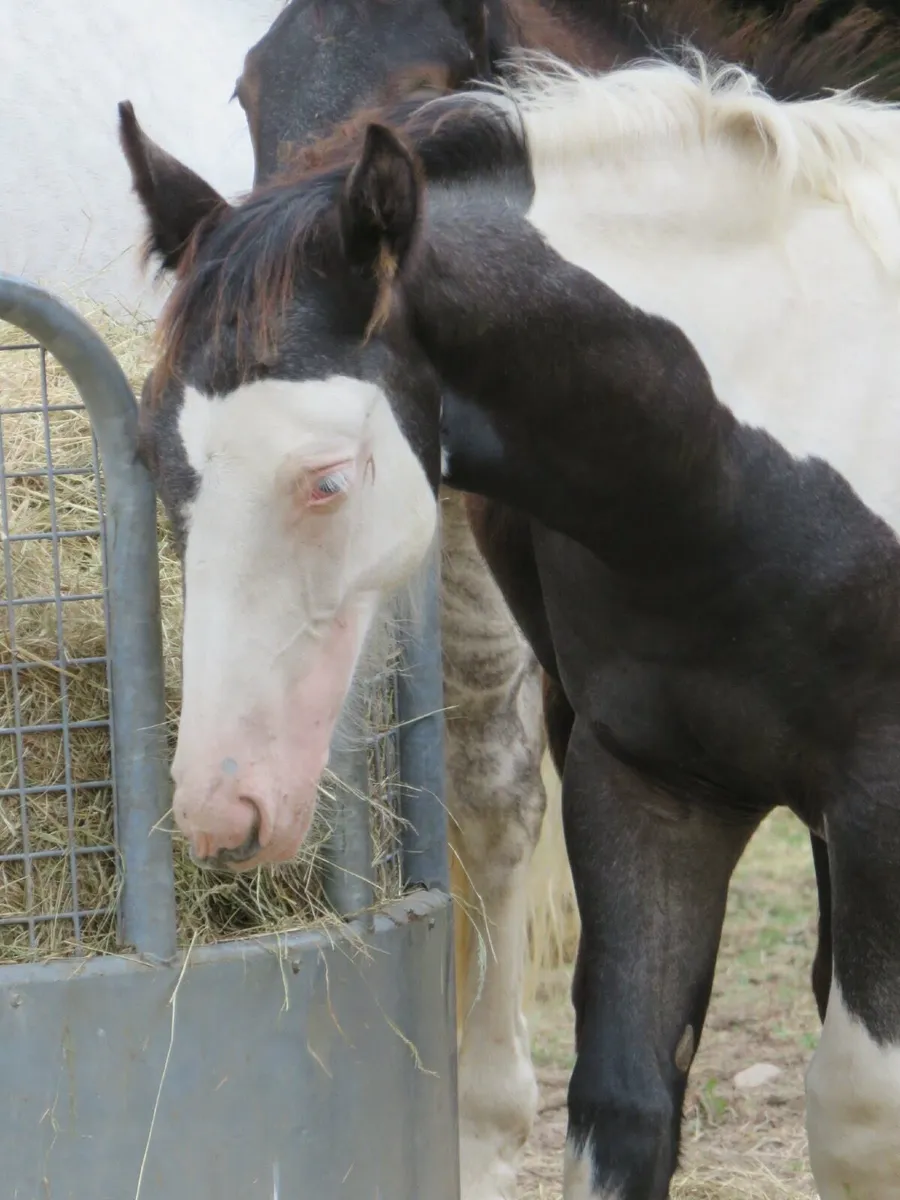 Colt foal - Image 4