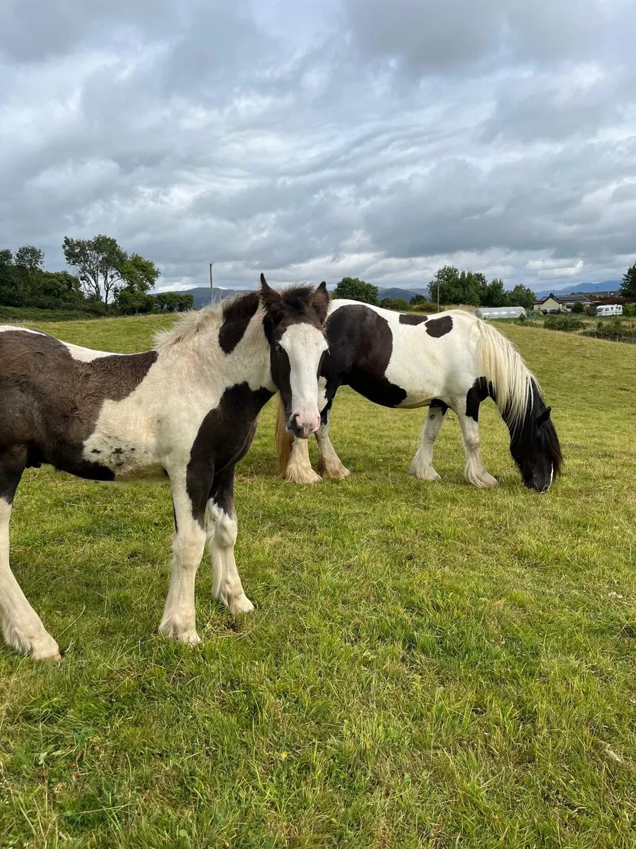 Colt foal - Image 1