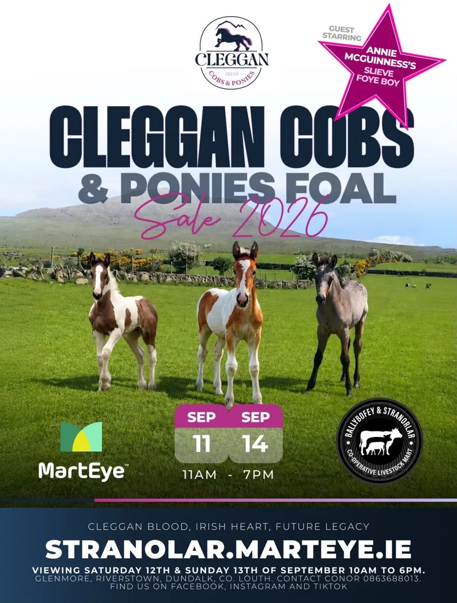 Colt foal - Image 2