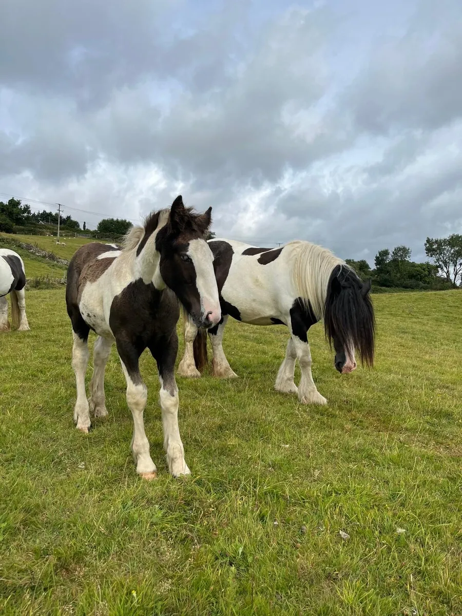 Colt foal - Image 3