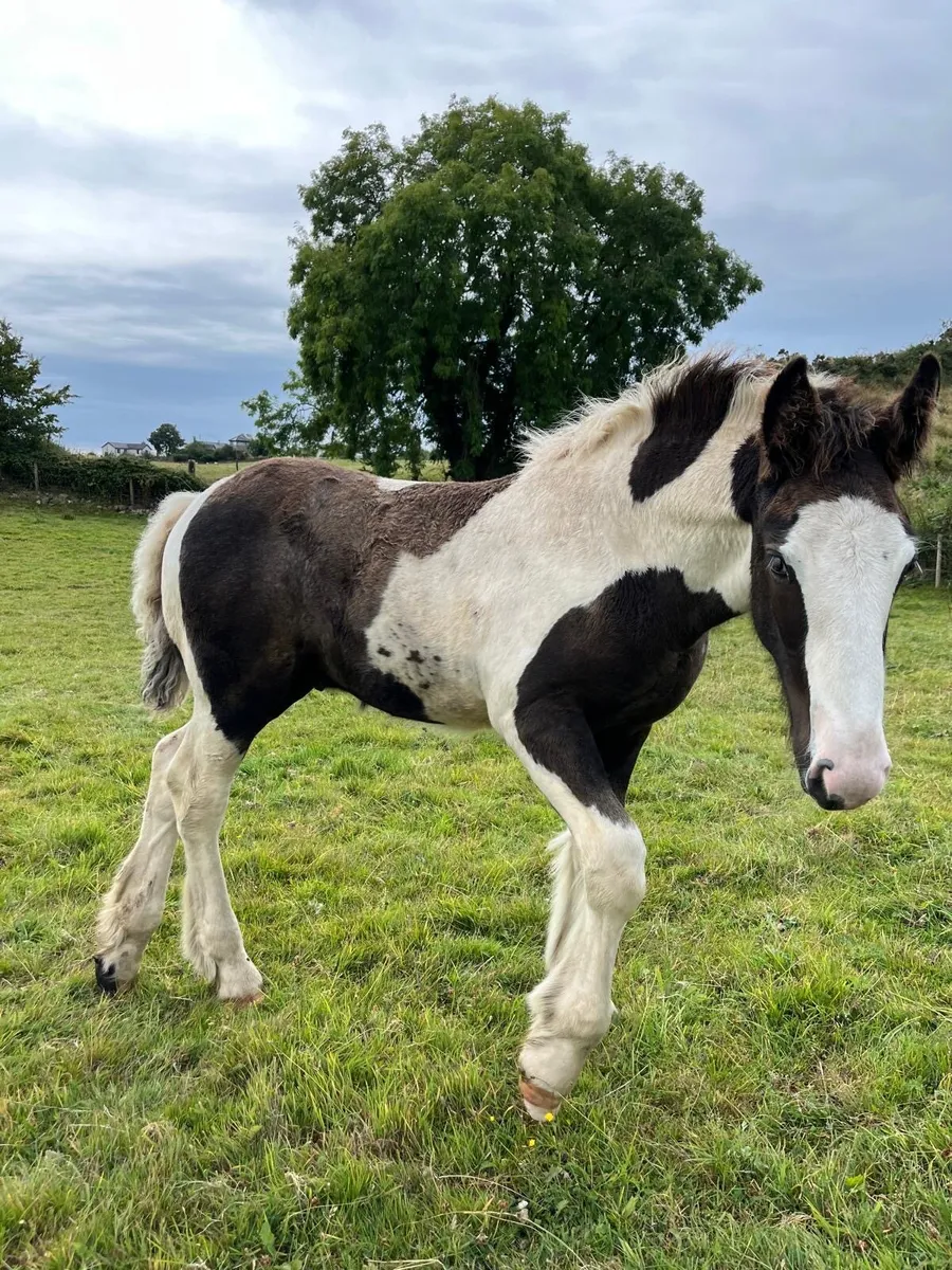 Colt foal - Image 4