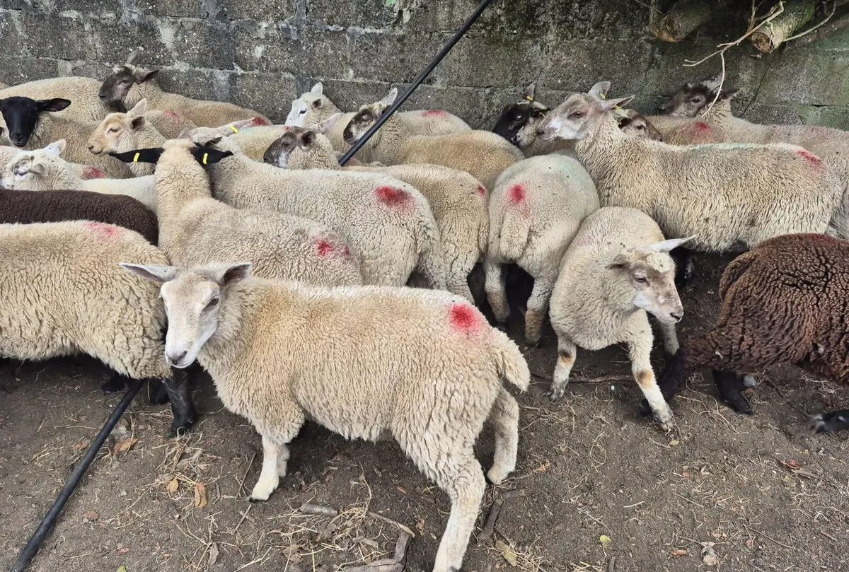 Store Lambs - Image 1