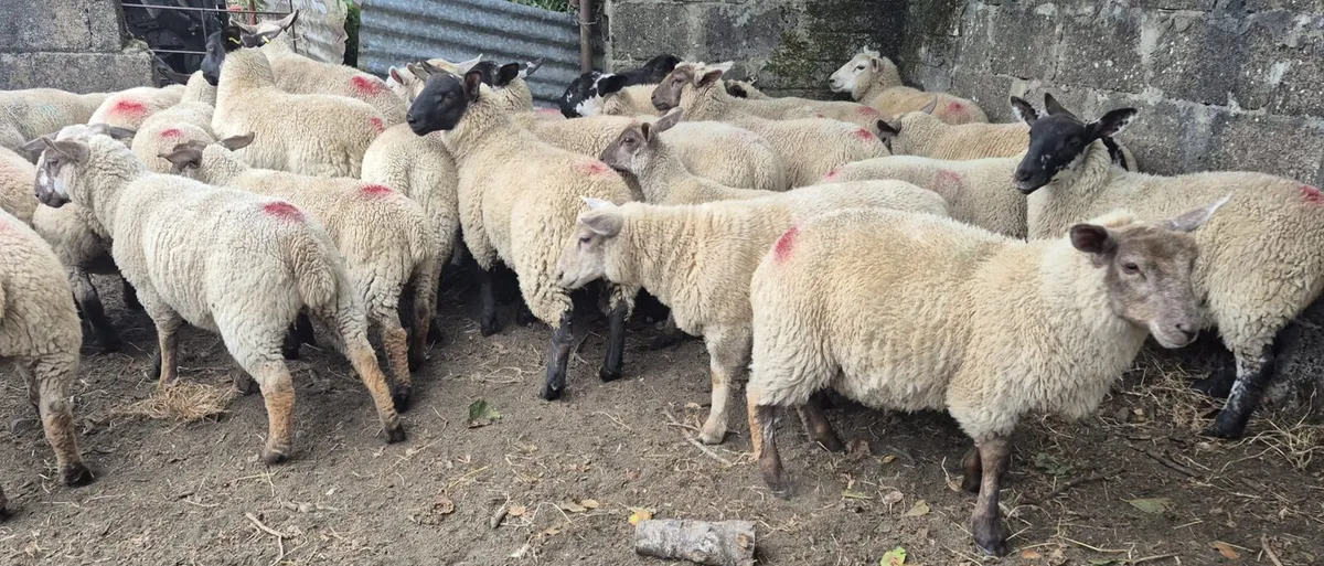 Store Lambs - Image 2