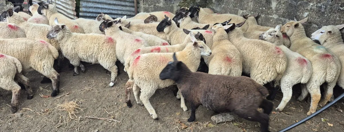 Store Lambs - Image 3