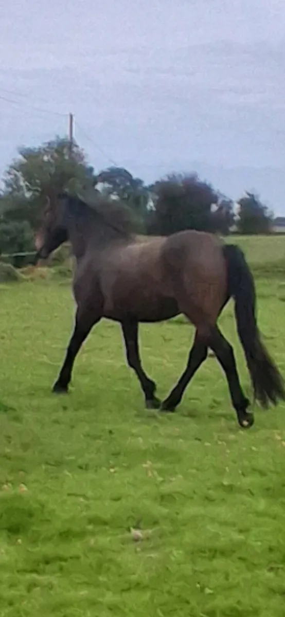 3 yr old cob. - Image 3