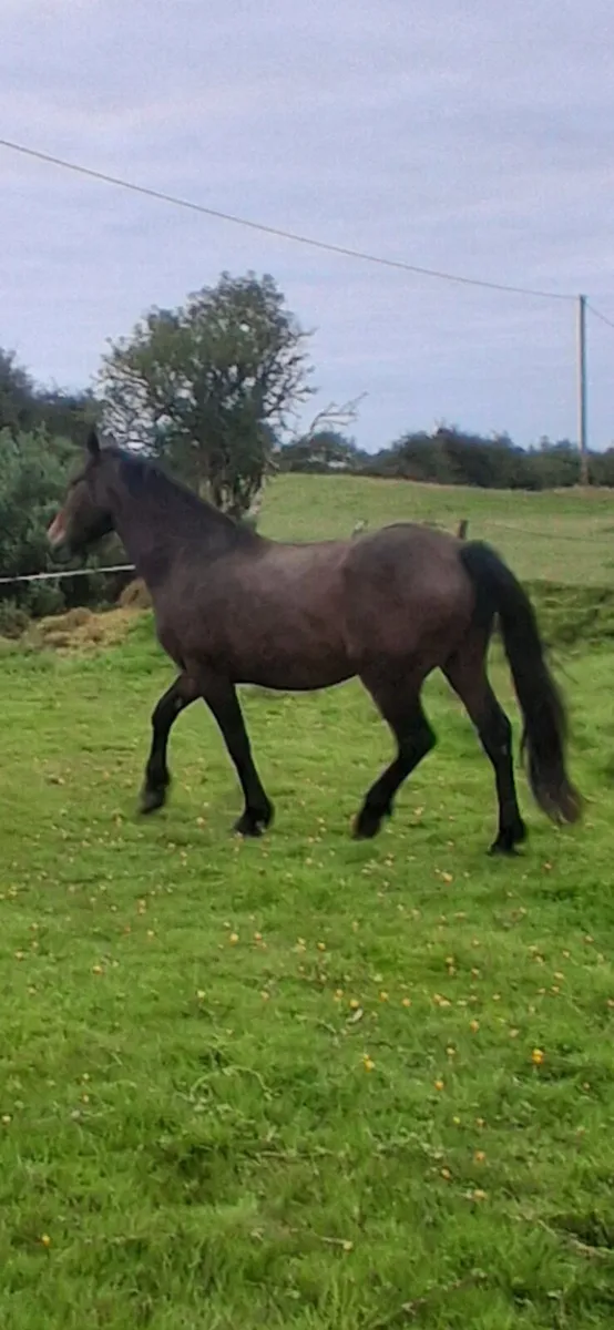 3 yr old cob. - Image 4