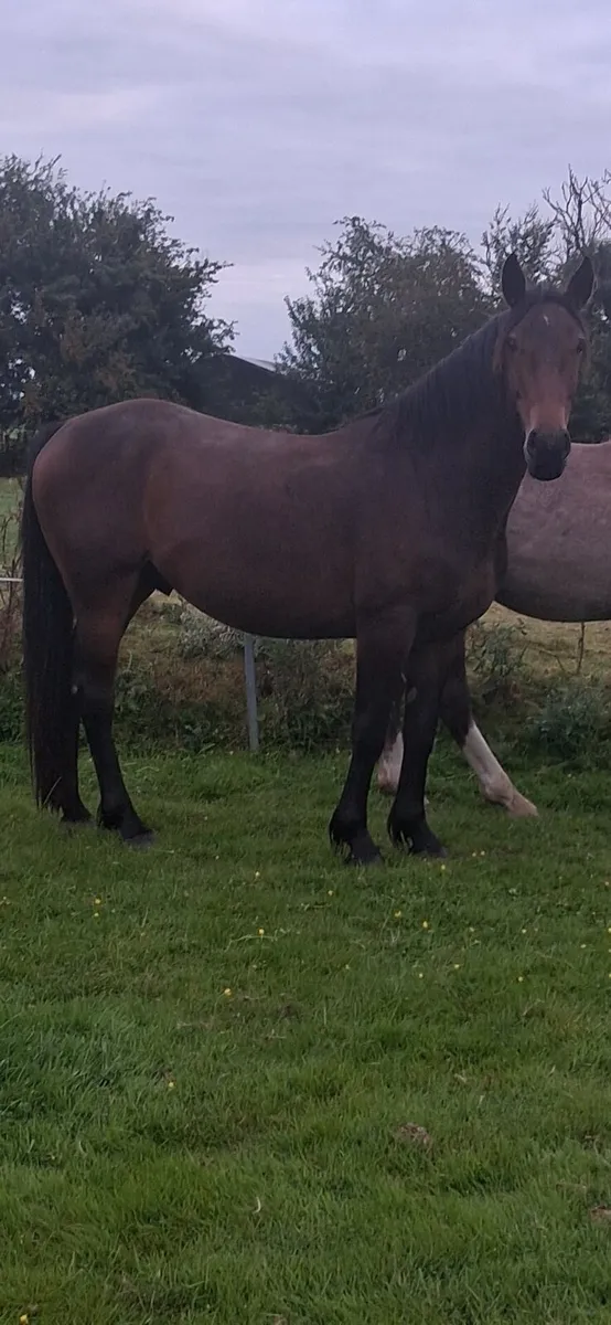 3 yr old cob. - Image 1