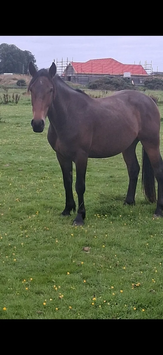 3 yr old cob. - Image 2