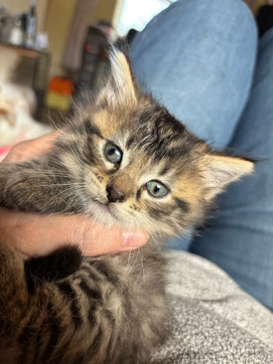 Kid friendly Main coon cross fluffy kittens - Image 1